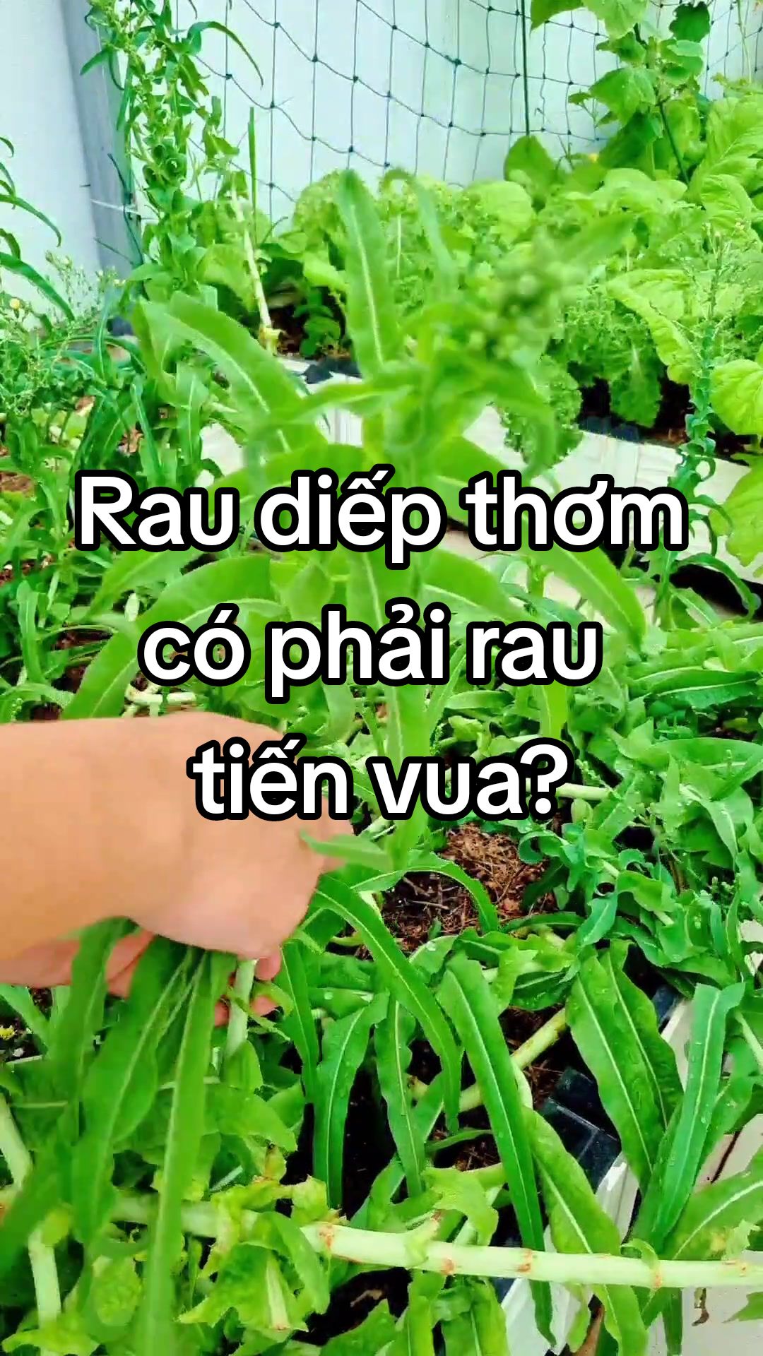 @Dược sĩ cỏ