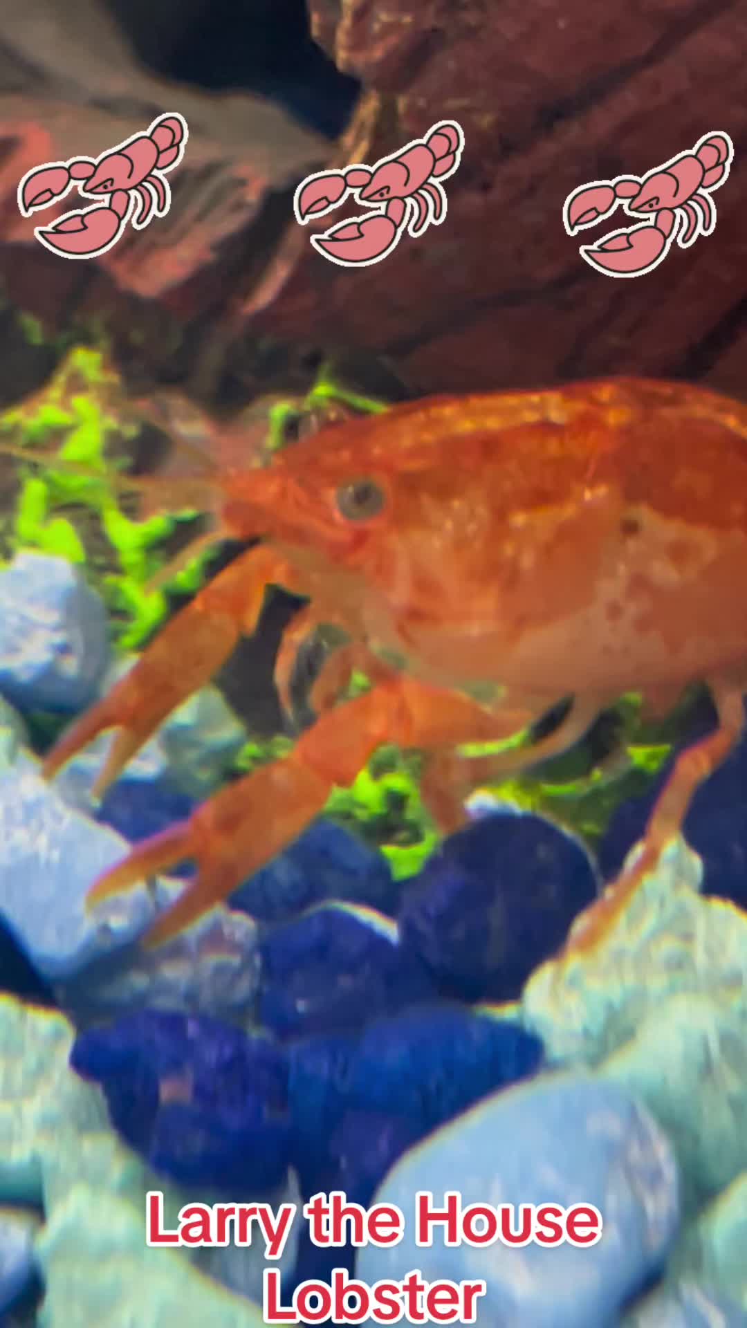 @Larry the House Lobster