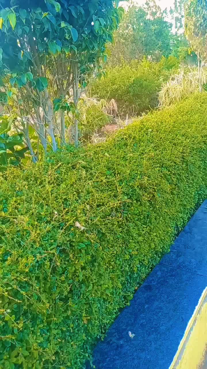@mohantikhatari681