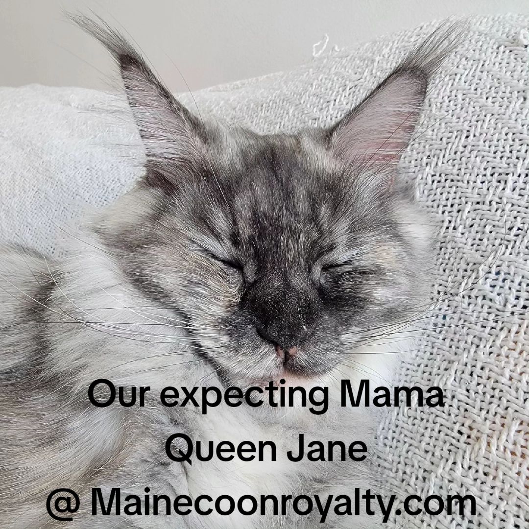 @MaineCoon Royalty