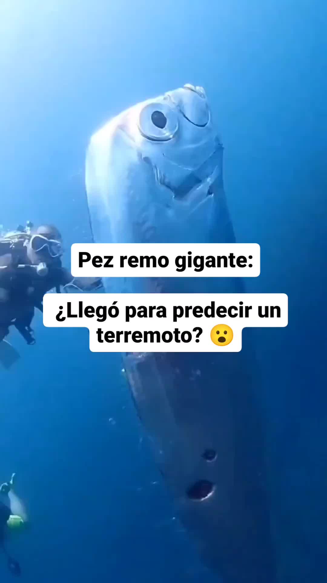 @Giselle Bonet