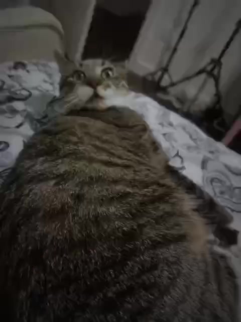@хомяк338
