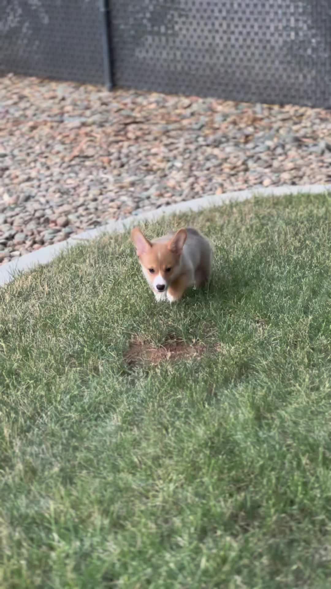@CorgiMonty