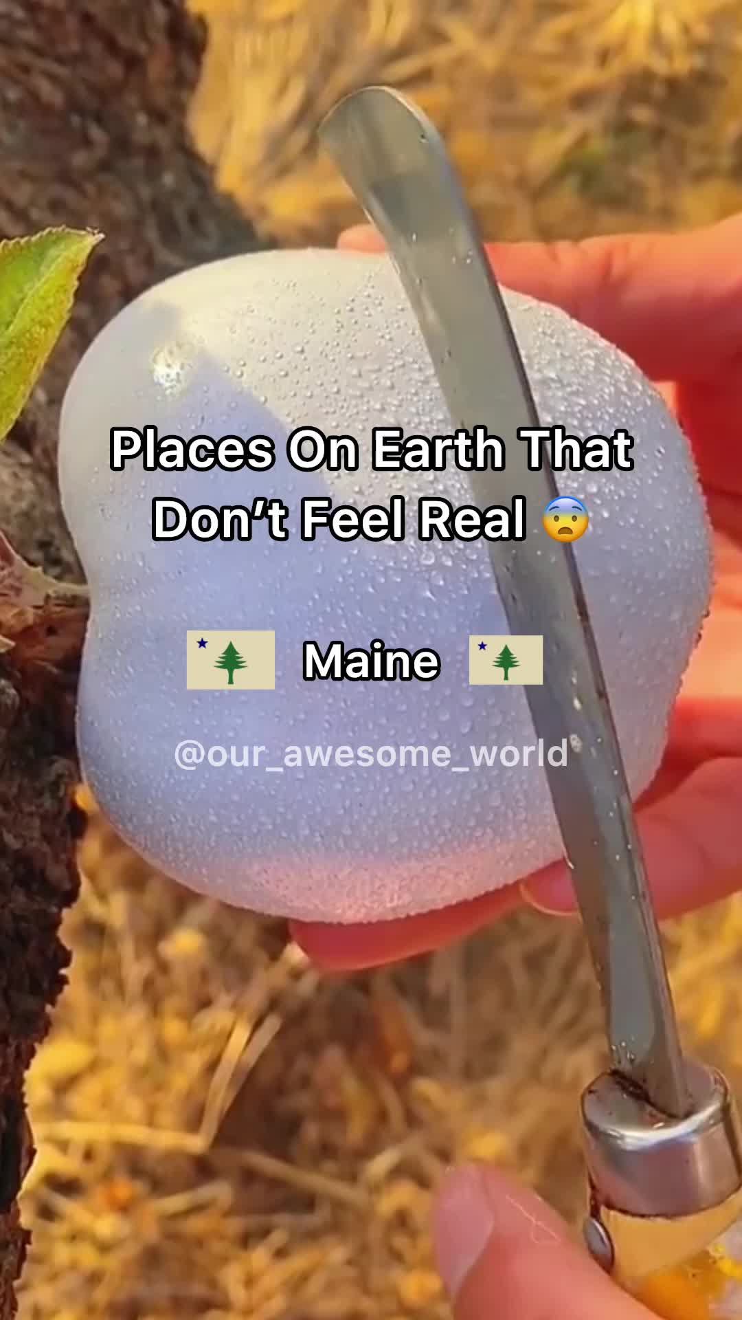 @Our Awesome World 🌎