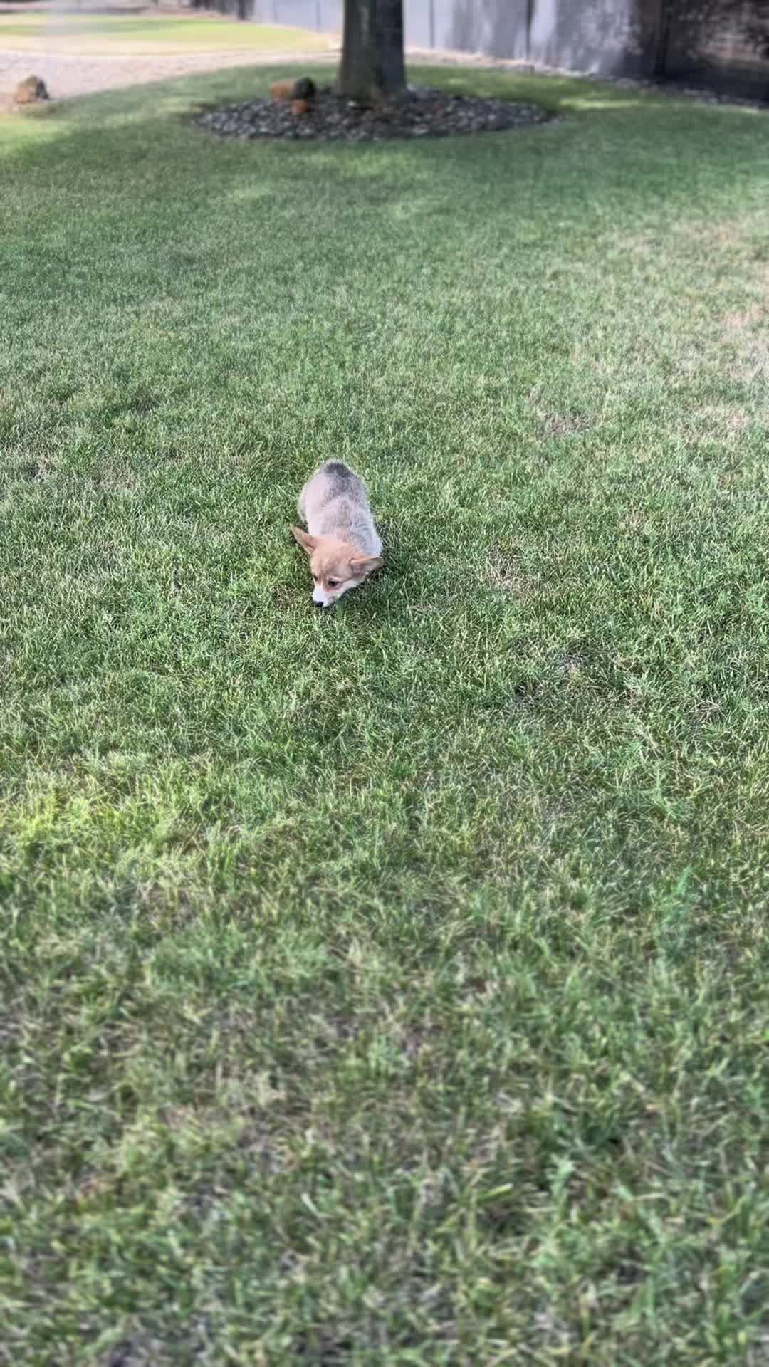 @CorgiMonty