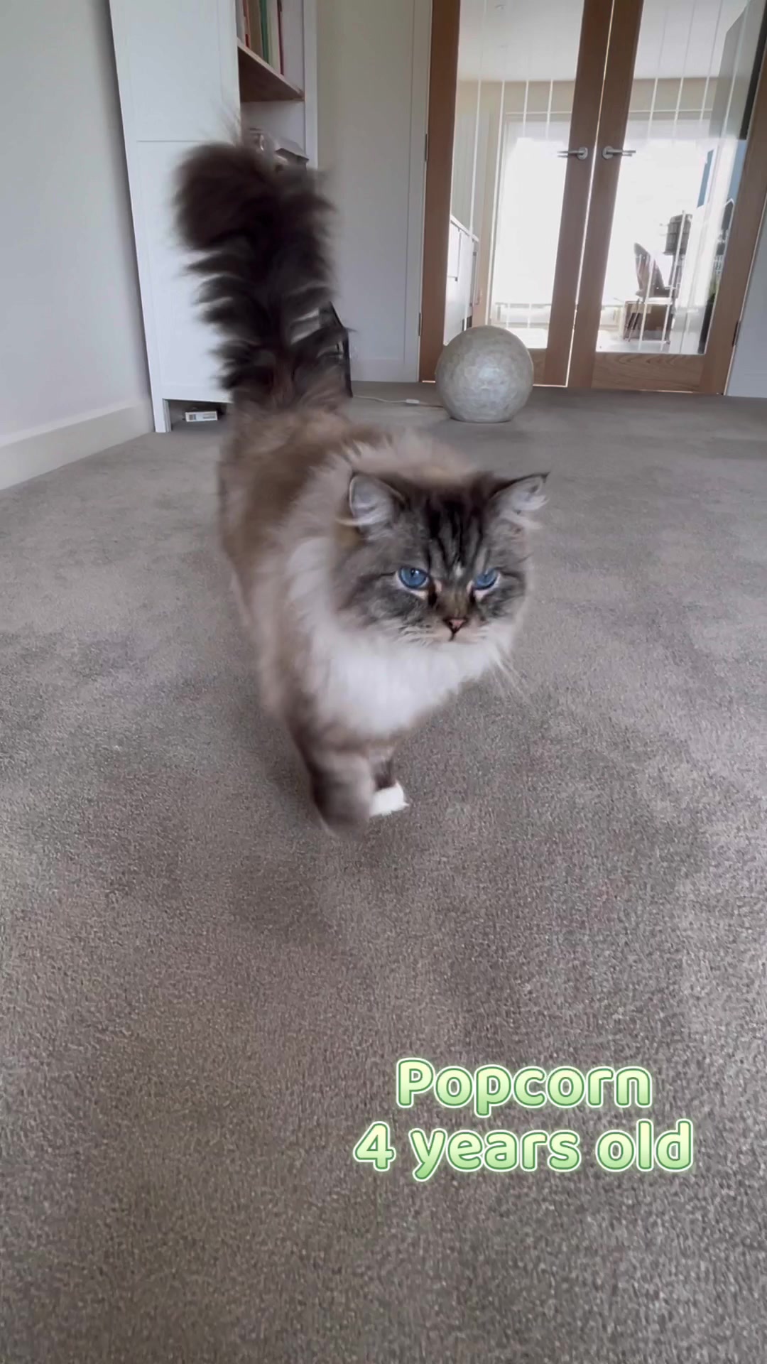 @Modern Cats family