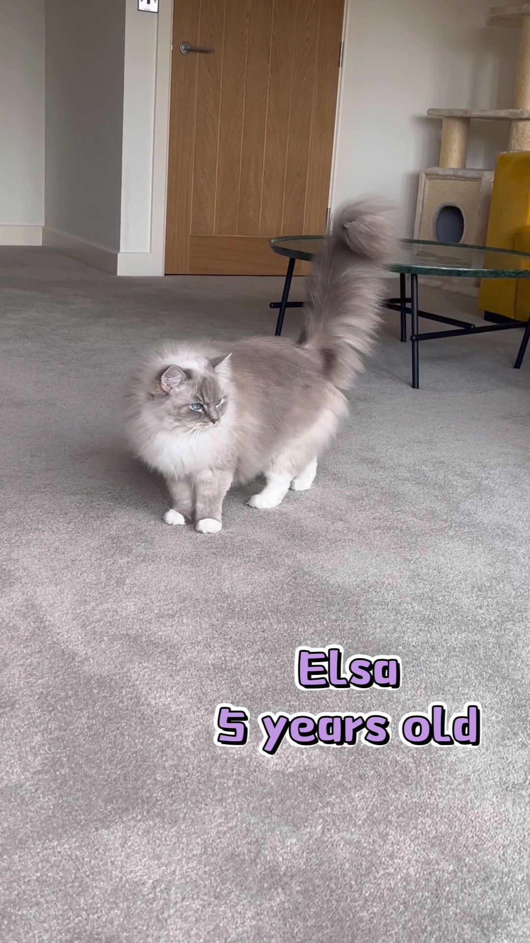 @Modern Cats family