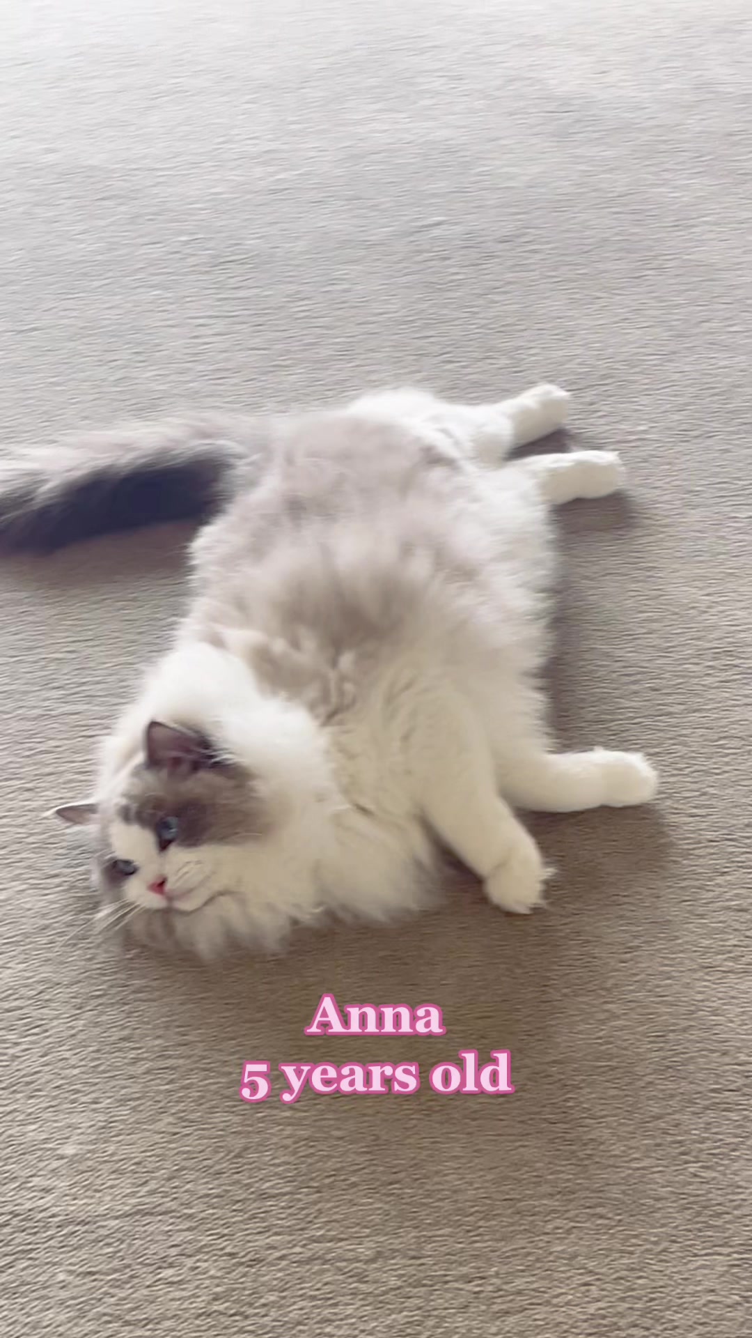 @Modern Cats family