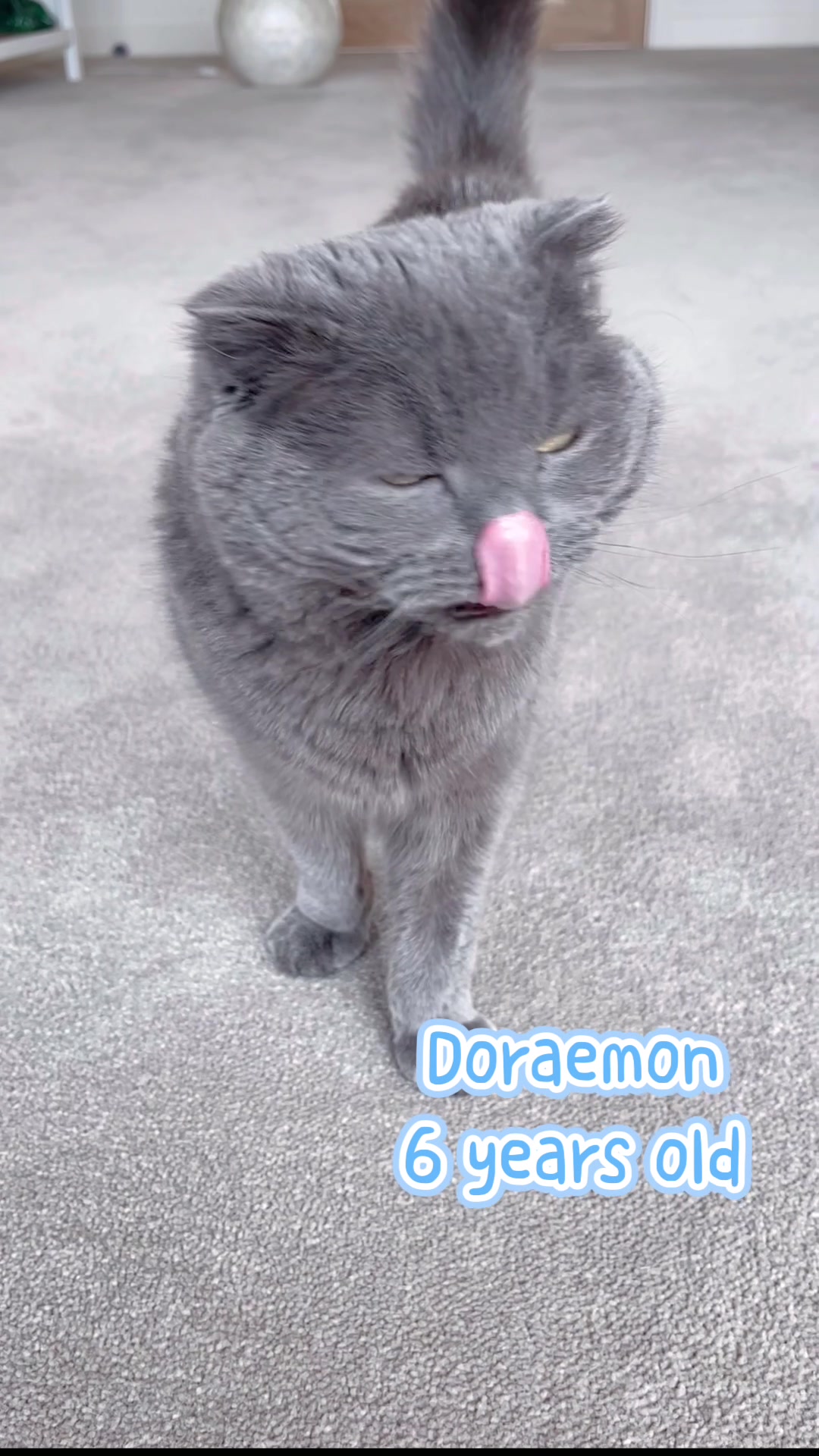 @Modern Cats family