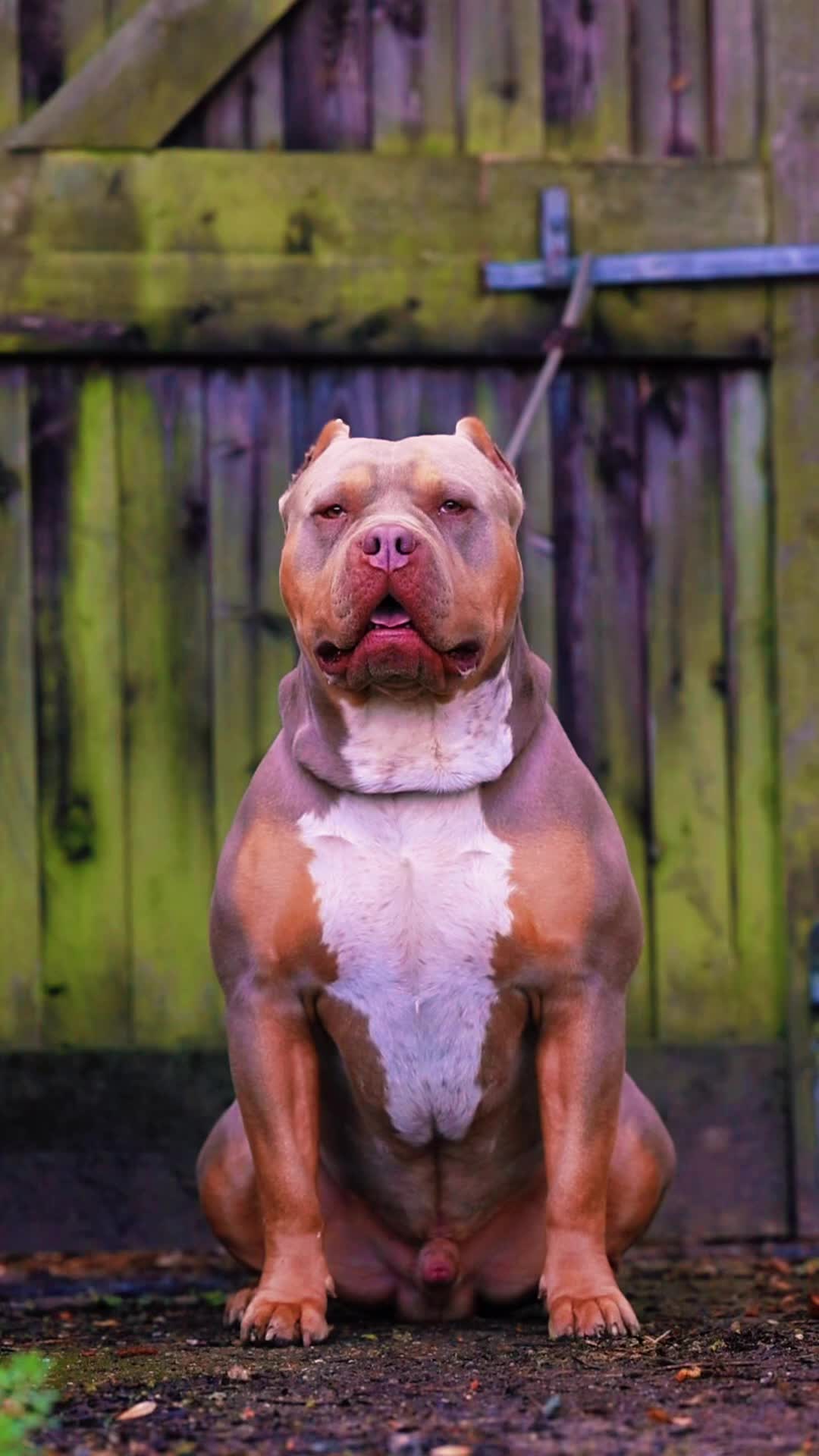 @Loco_bully_squad