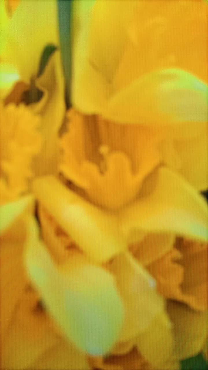 @dapriilina