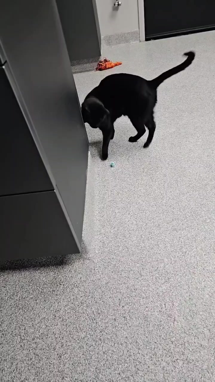 @GoodVets Chicago VA 😉🩺🐾
