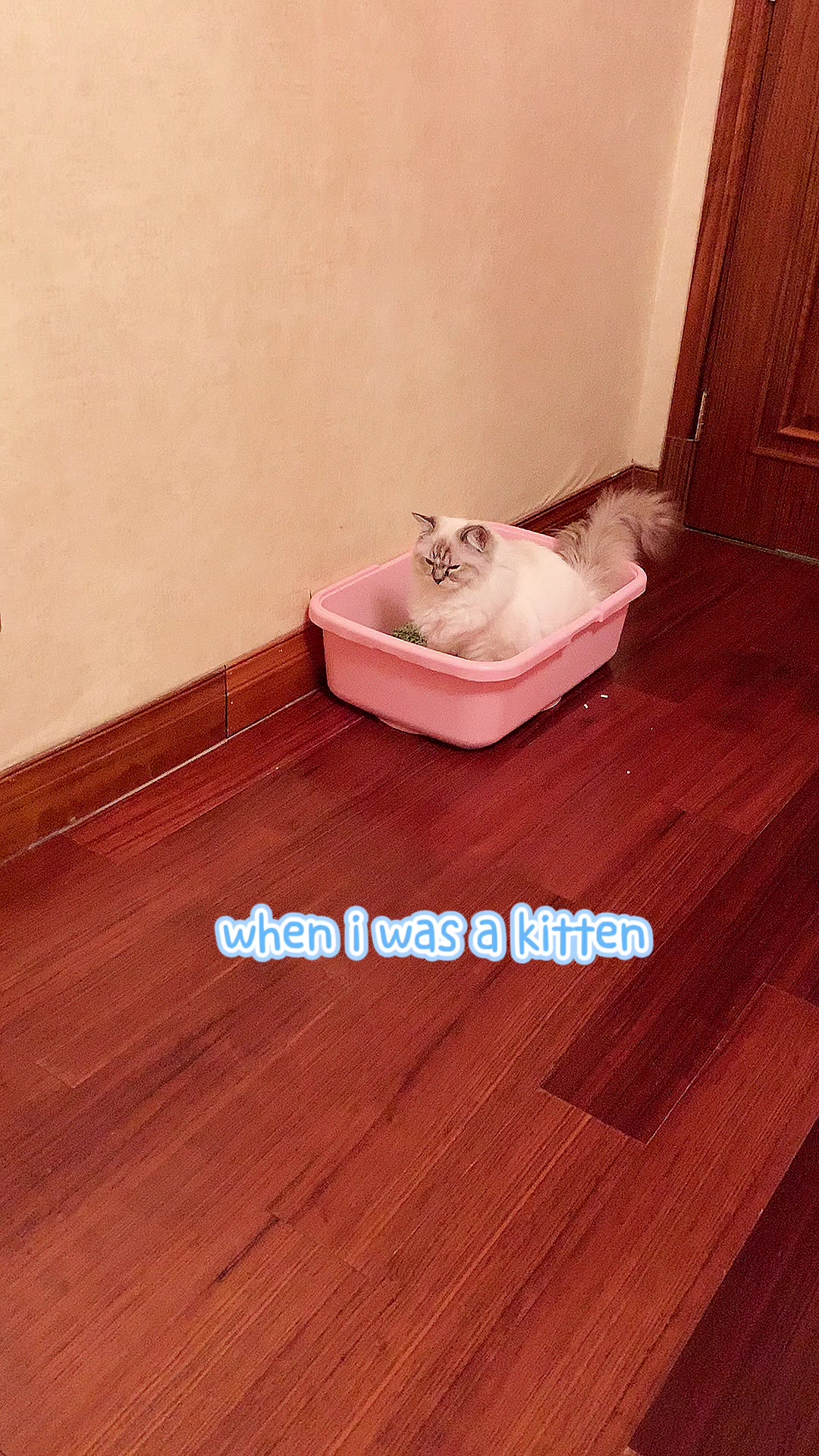 @Modern Cats family