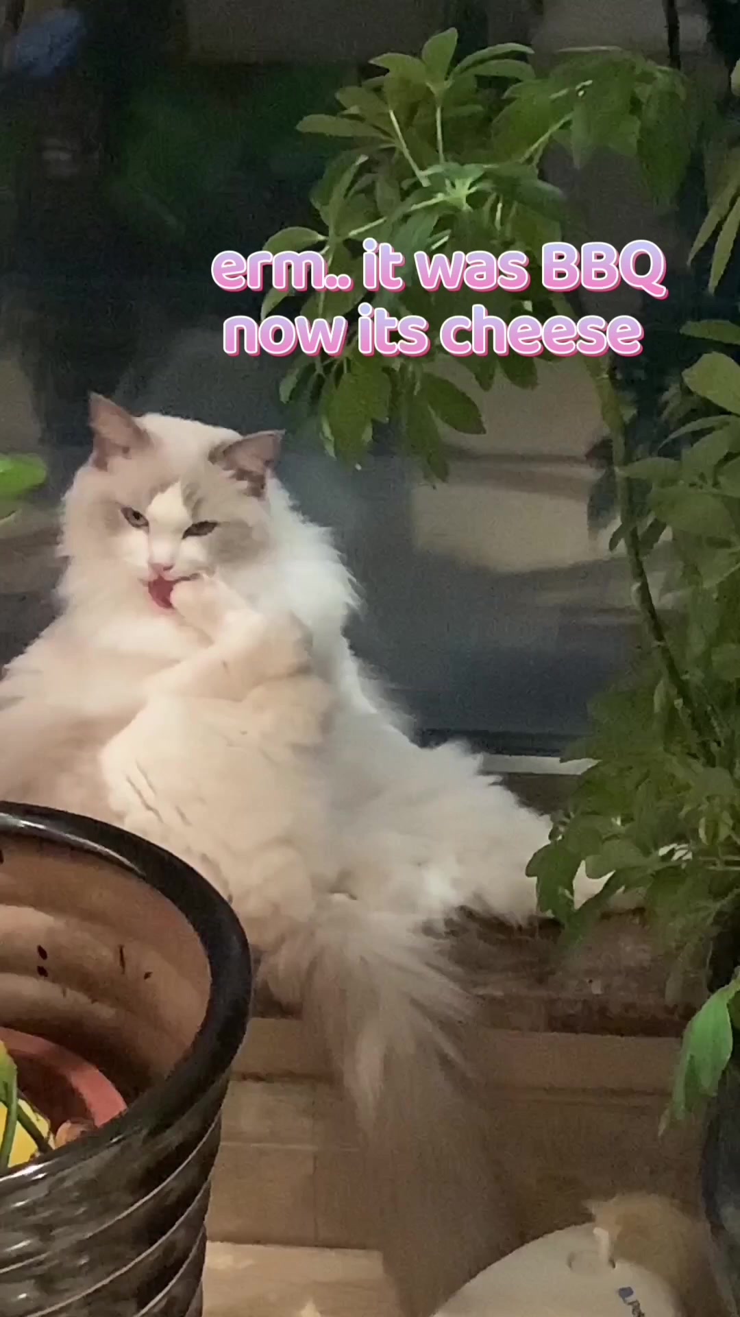 @Modern Cats family