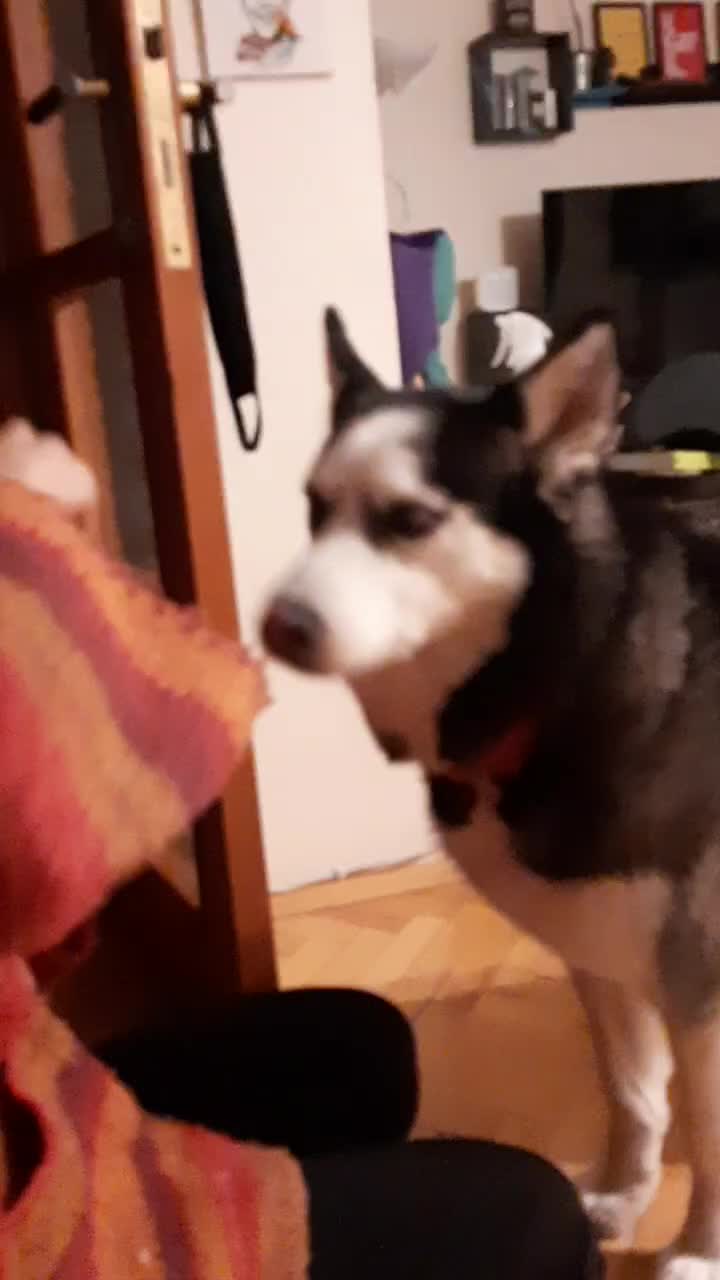 @Erzathehusky