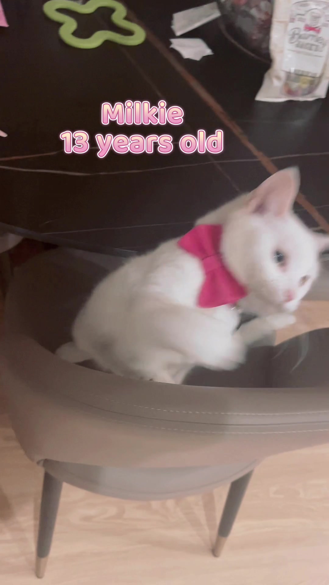 @Modern Cats family