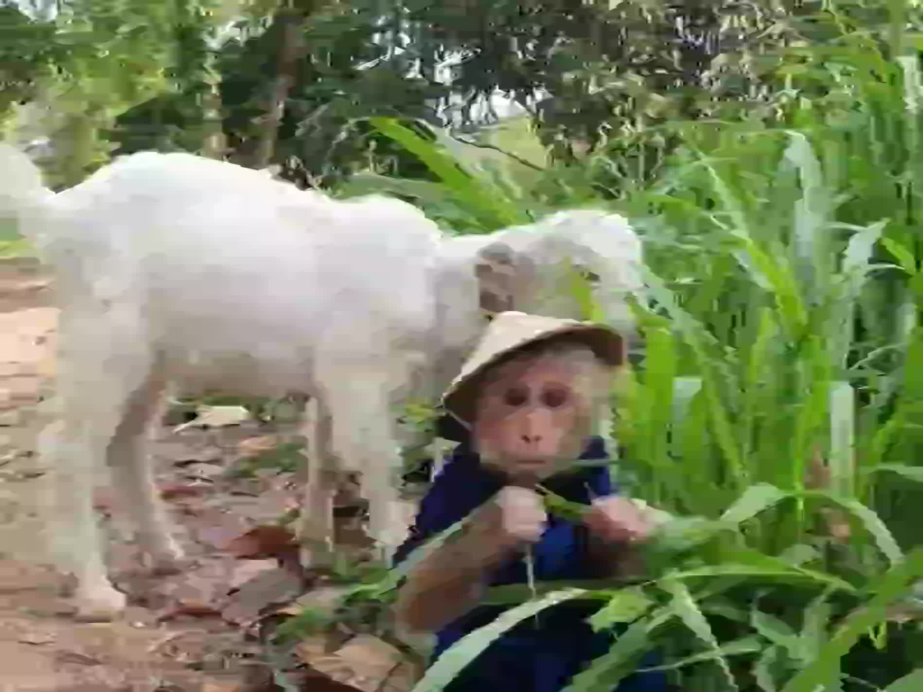 @Animal TV