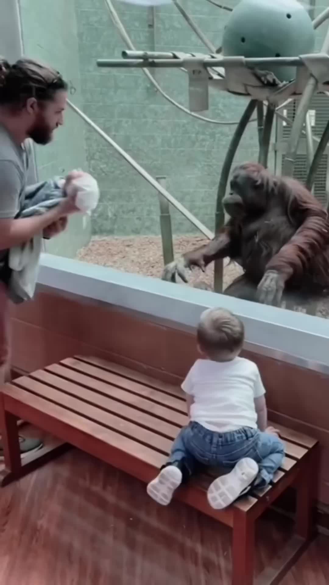 @Awesome gorillas