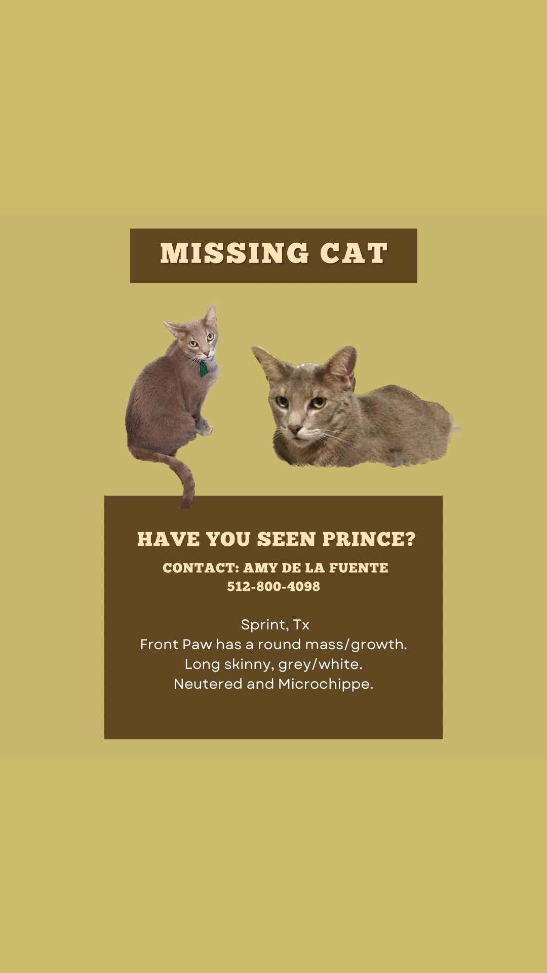 @Adoptacatinc