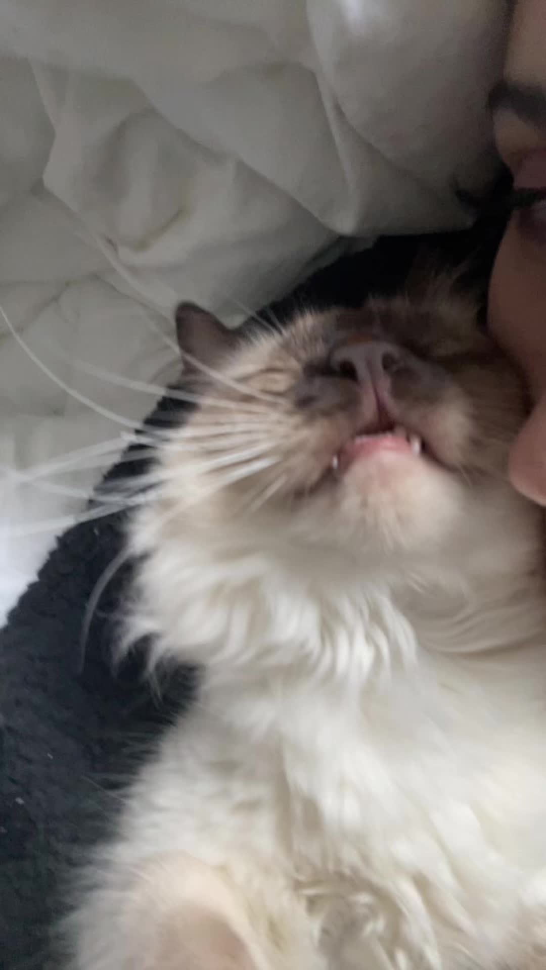 @brunokitten