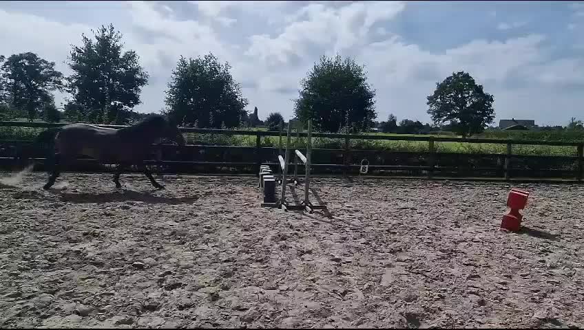 @Jumping Ponies 🔛🔝