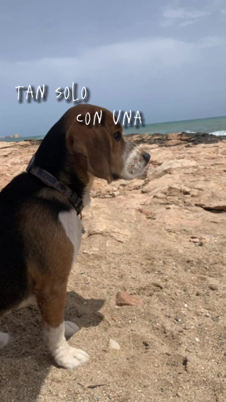 @biggieelbeagle