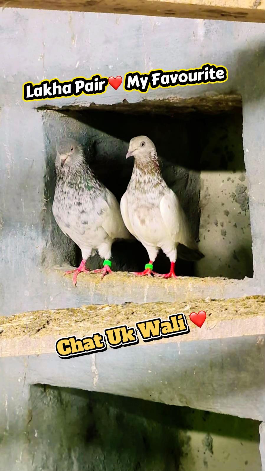 @چھت شہزاد عرف سنی UK