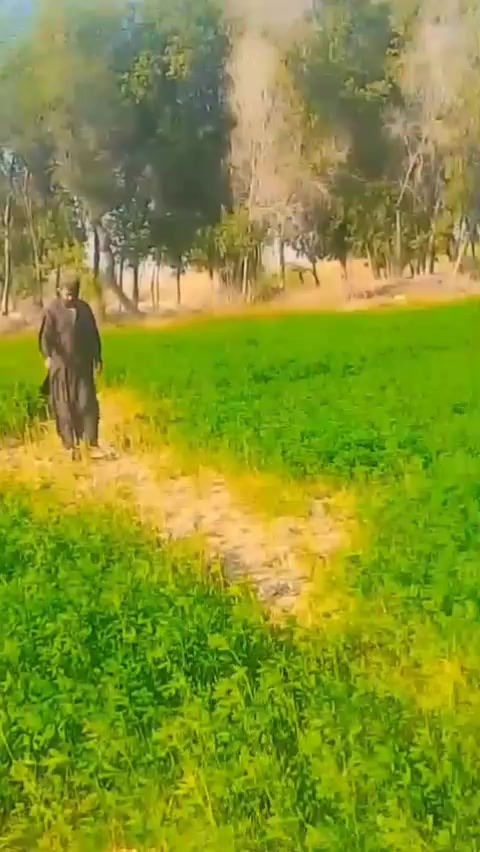 @باغي گروپ برينڊ ملاح