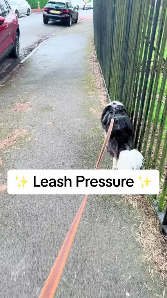 @Train Up Pup