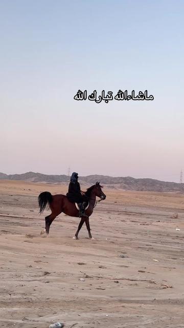 @Toly 🐎.
