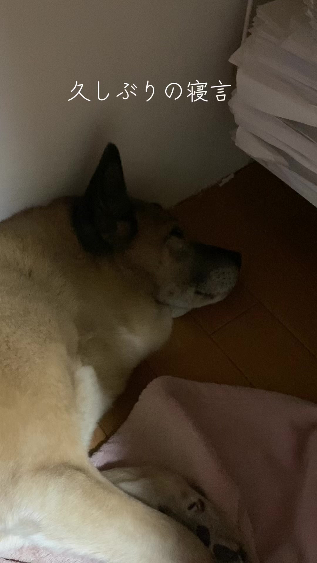 @島犬リリーのtikdog