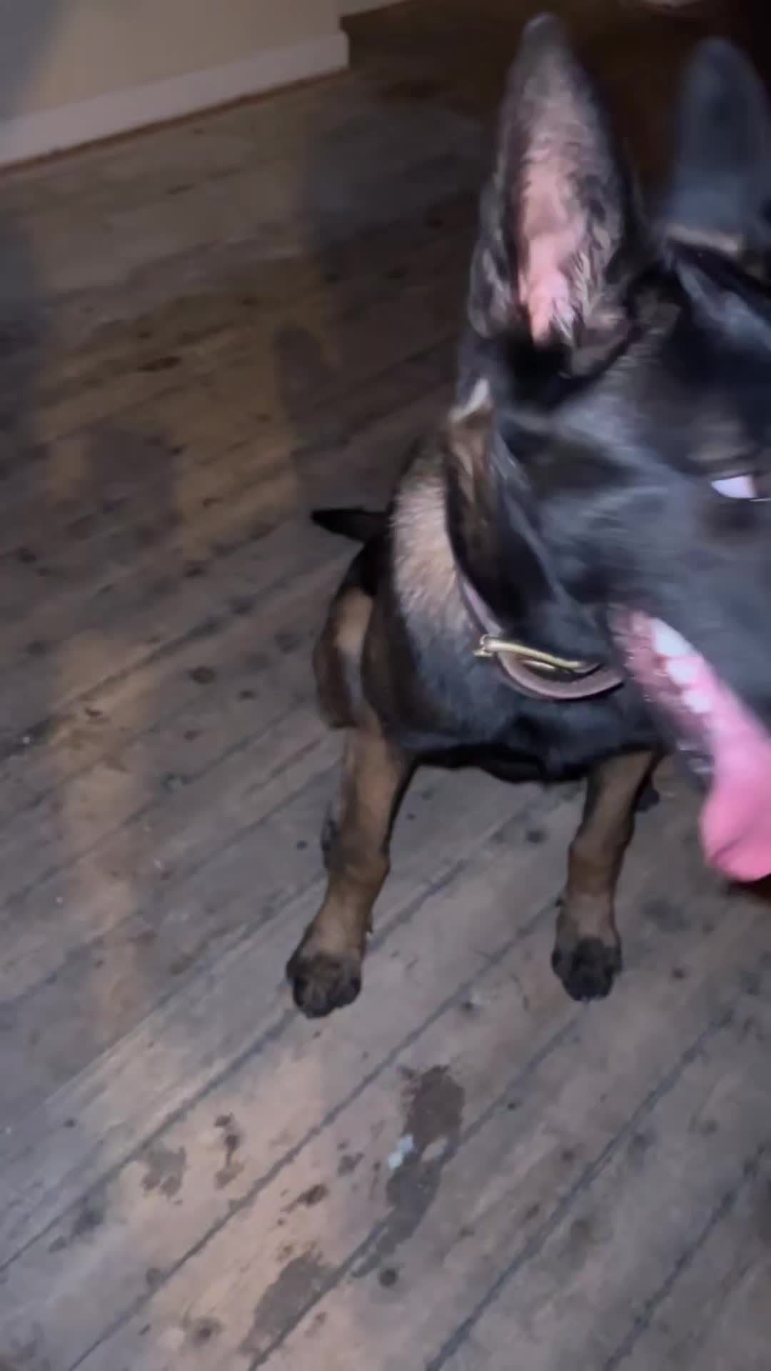 @K9Malinois