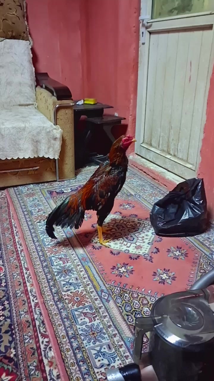 @Harun karahan