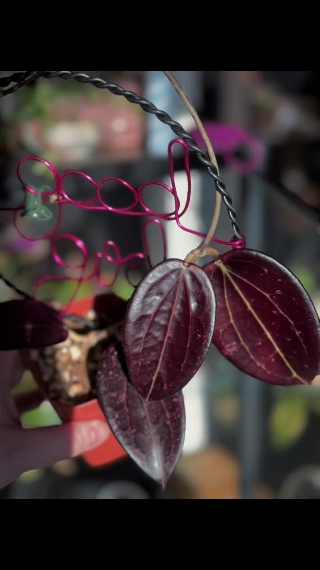 @Ness Rose | Plant Fanatic ✨