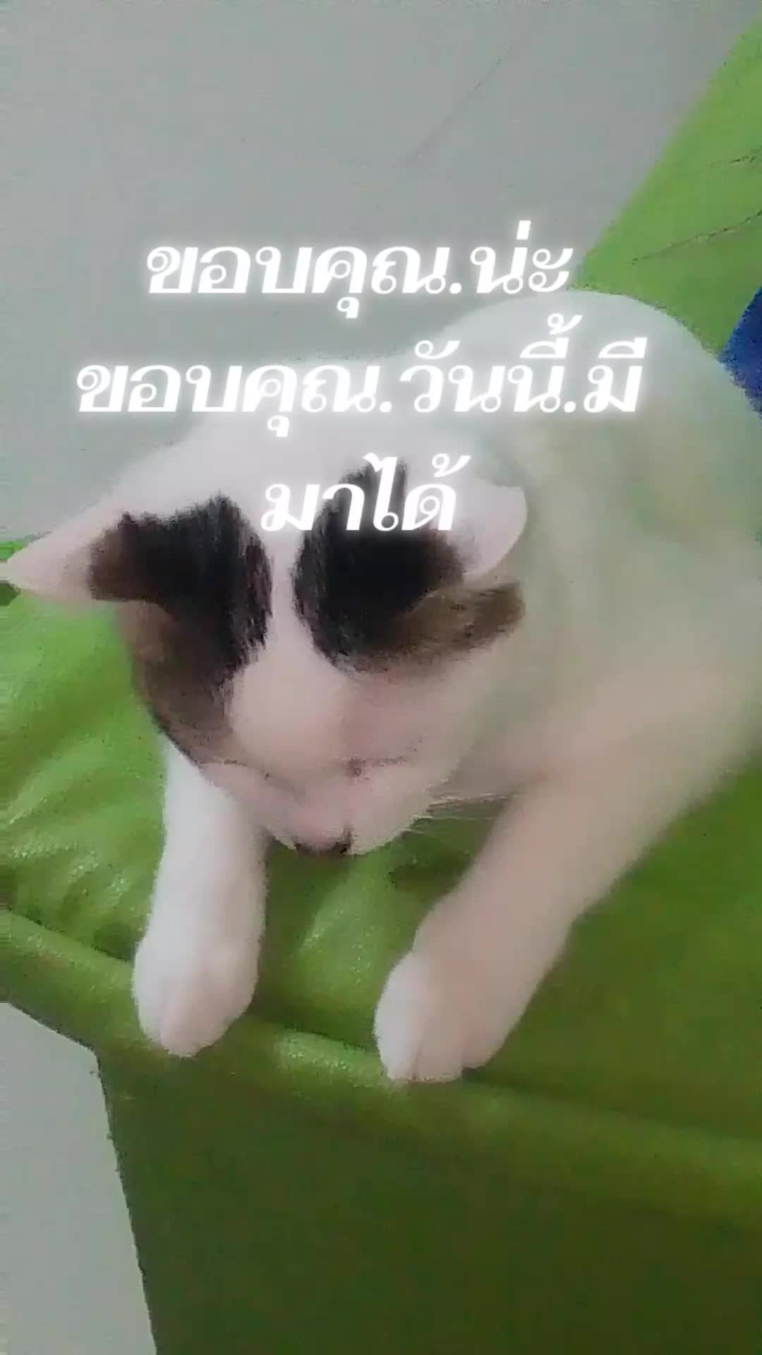 @Thipgoodluck