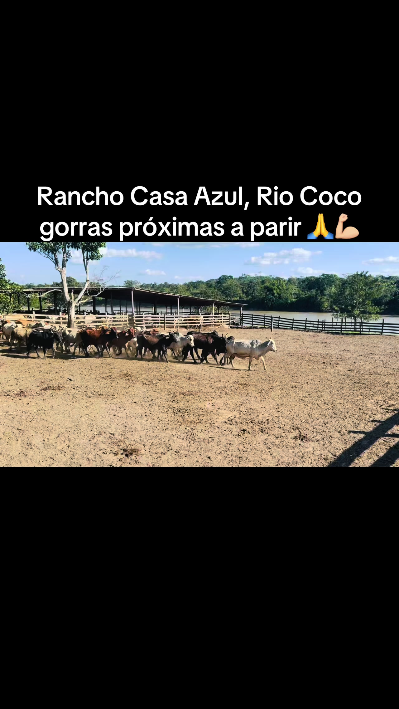 @Caballo loco 77