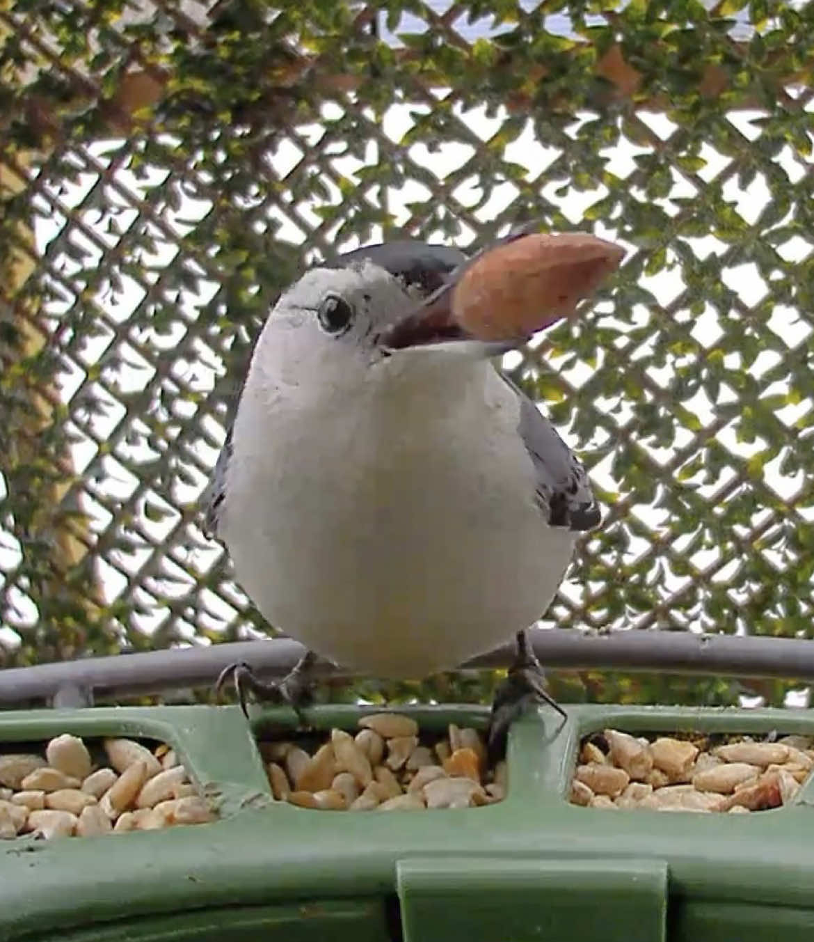 @The Bird Cafe