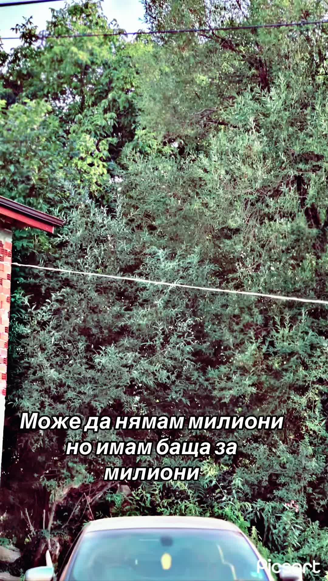 @zoro elena georgievi