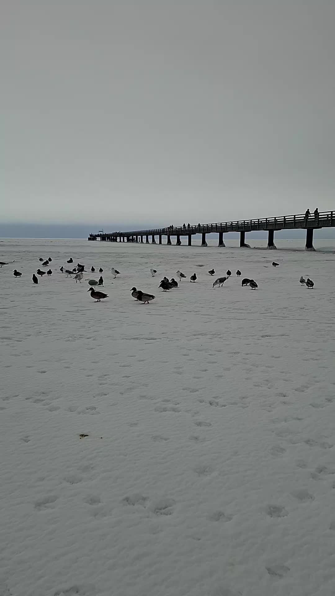 @Ostseeperle R&uuml;gen