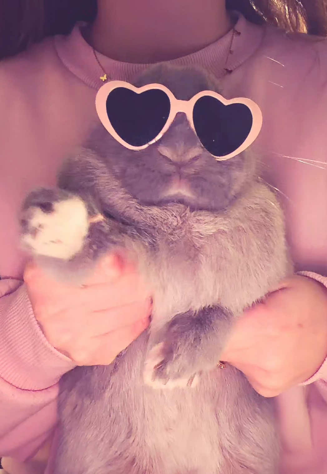 @PantoufleLapin