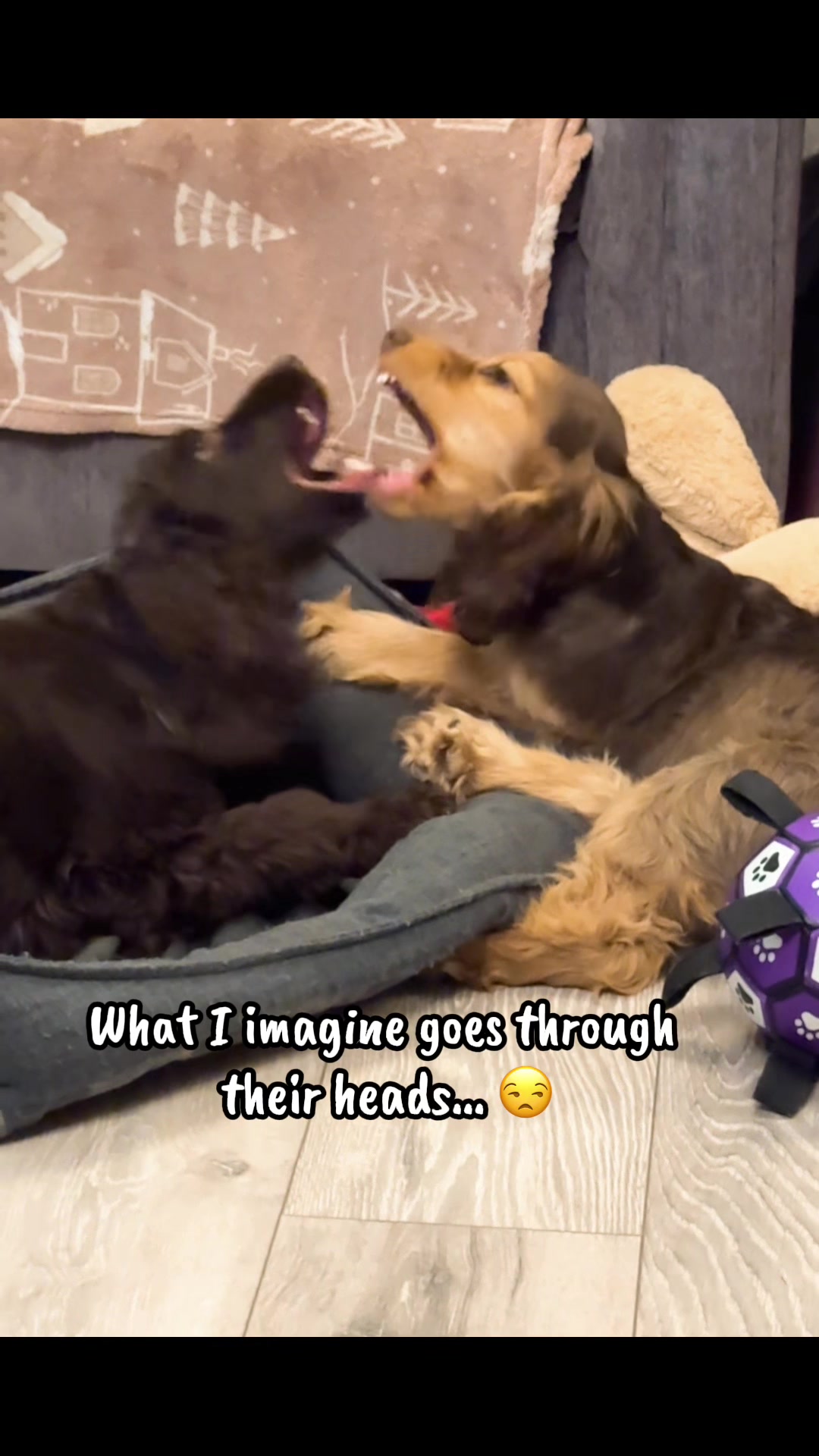 @Honey_The_Show_Cocker 🤎🐾🤎