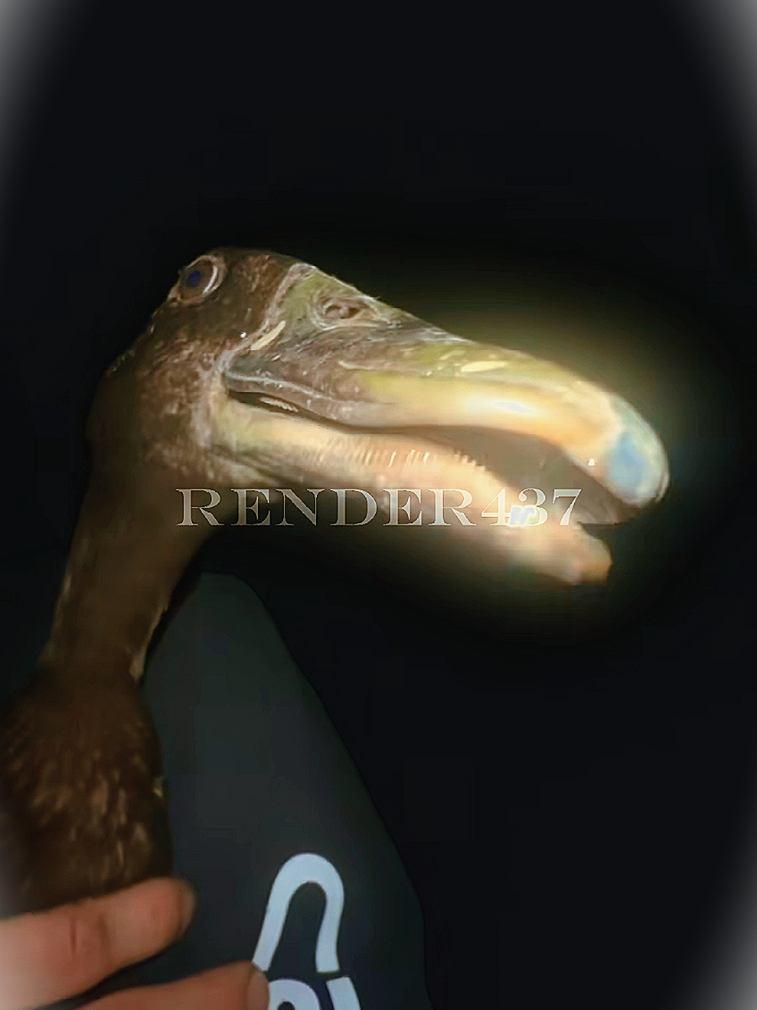 @Render