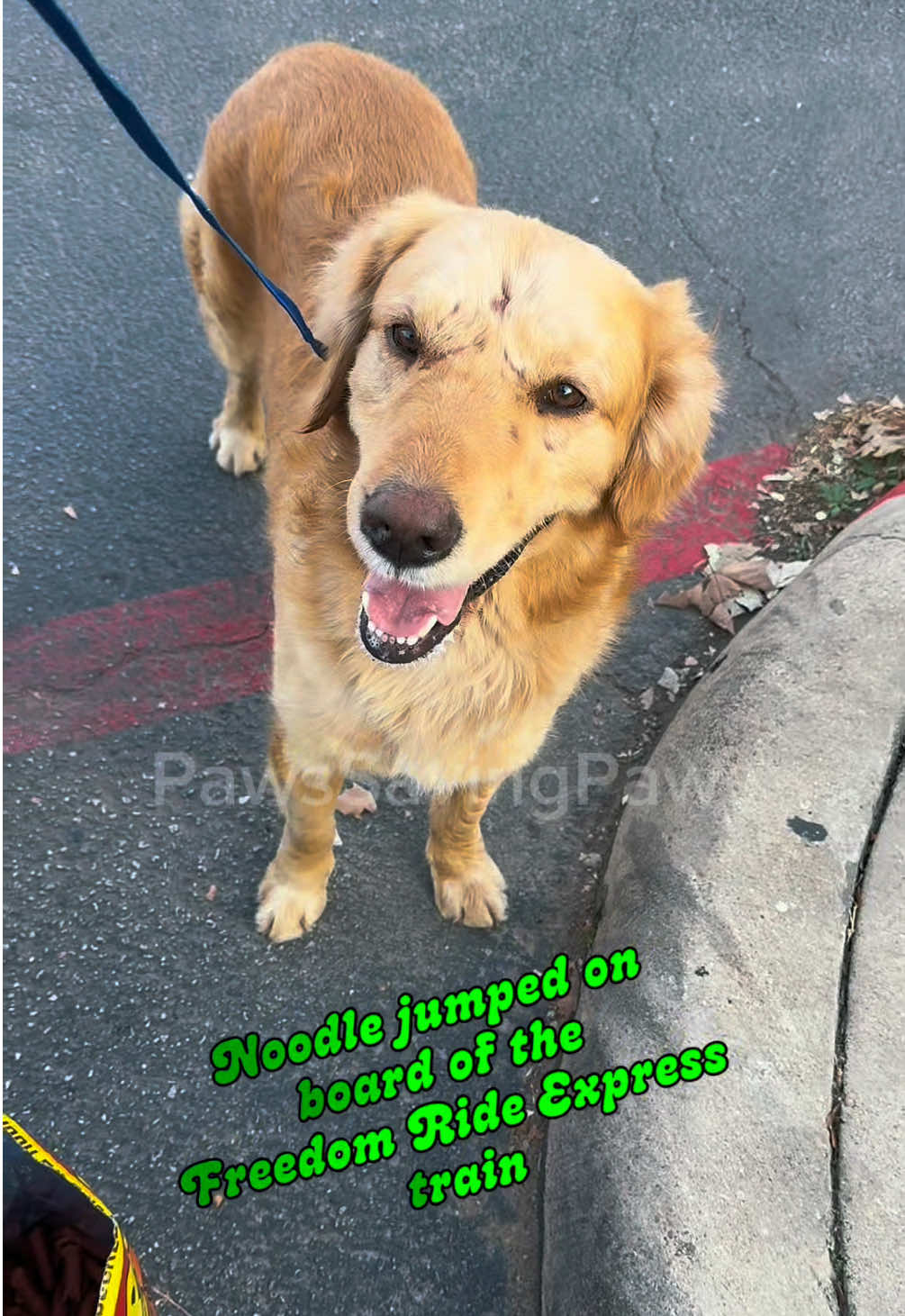 @pawssavingpaws