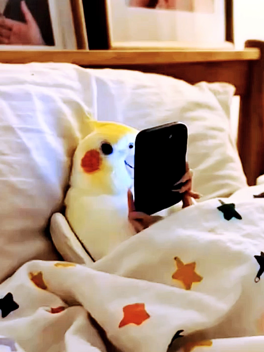 @Cockatiels Craze