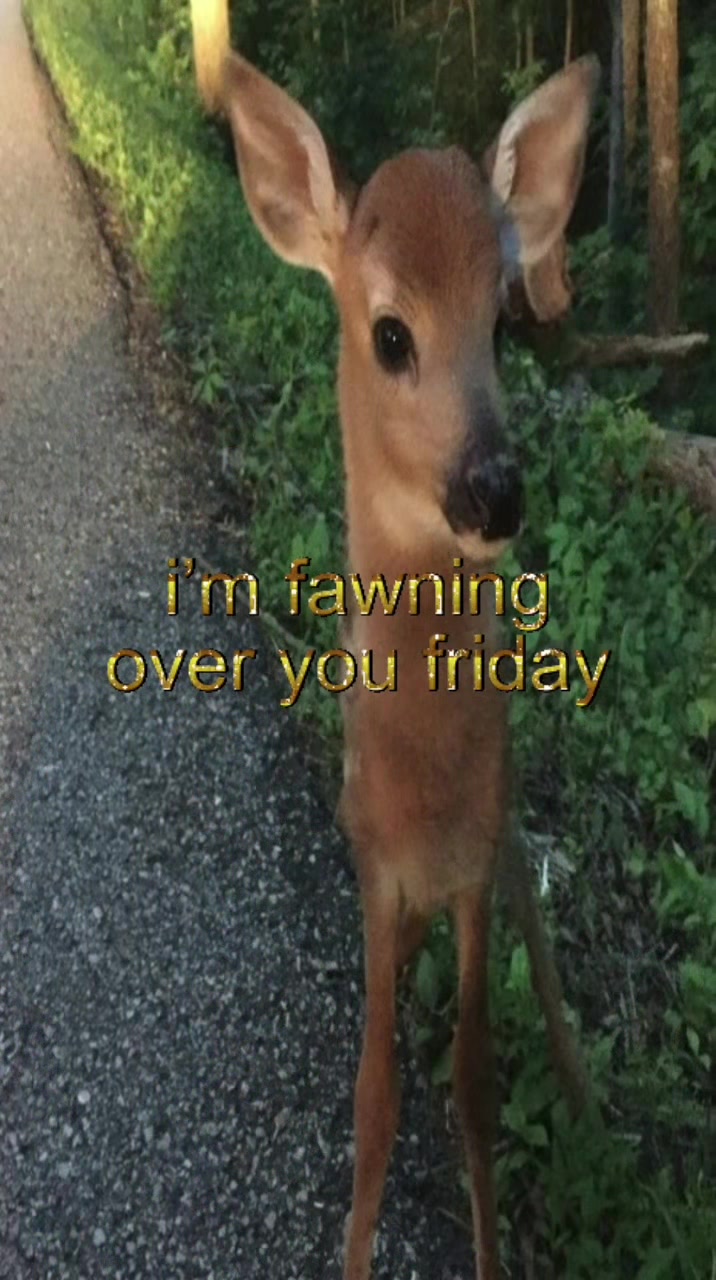 @livinlikedis