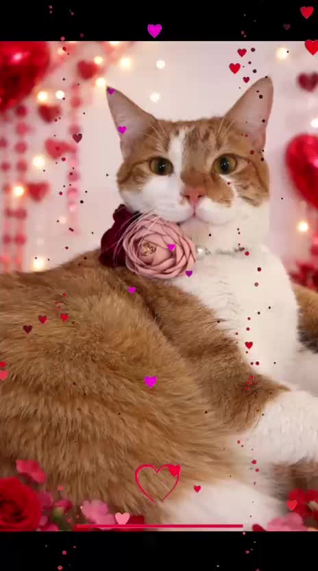 @Purrfect Café