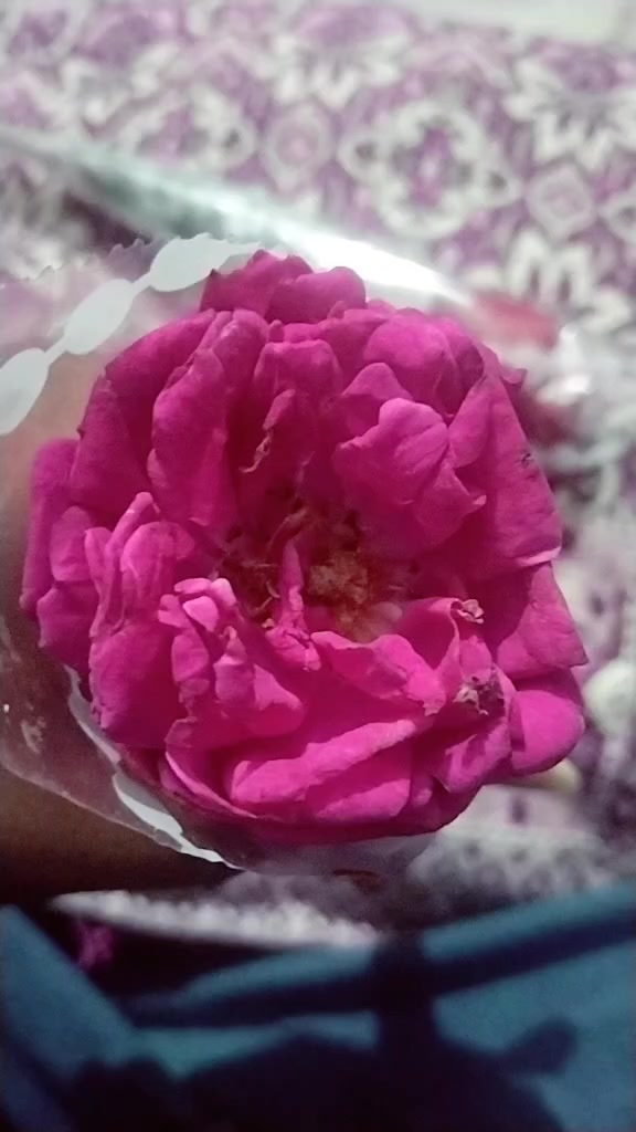 @🤍꧁Ms᭄𝓜𝓪𝓼𝓉єя𝓜Ｉ𝓝𝕕꧂🌹