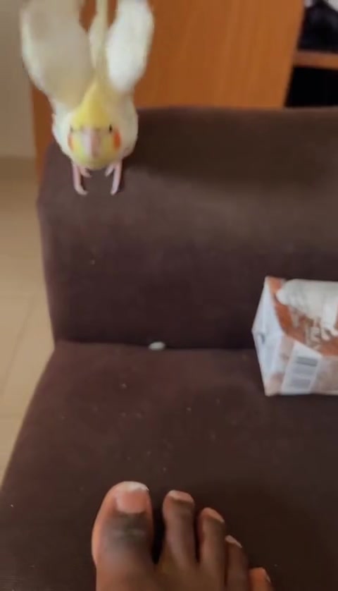 @Bixby the Budgie