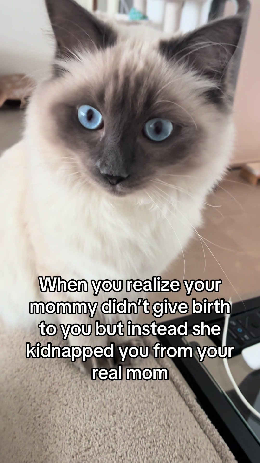 @Amadeus the ragdoll