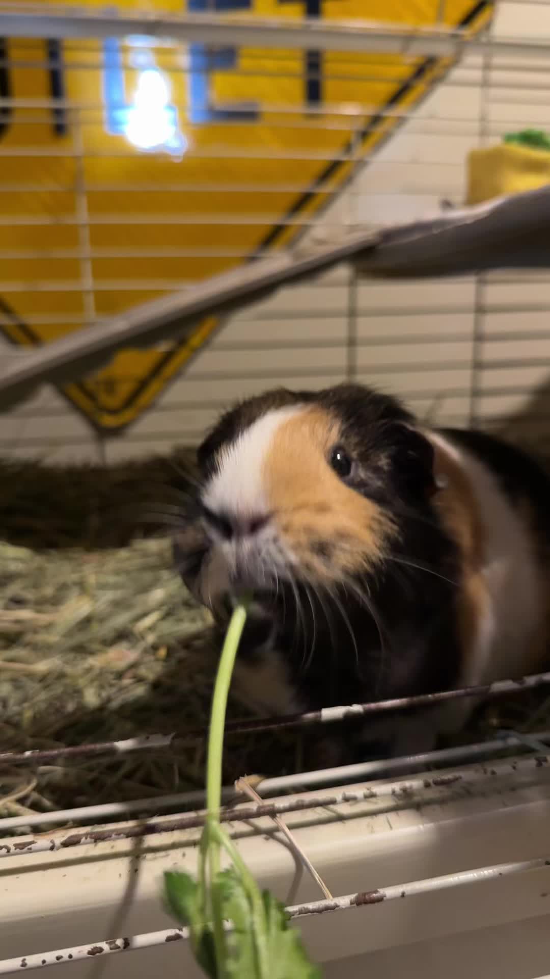 @Nutterbutterchip2.0